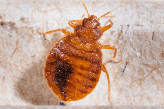 Bryo's Bug Buster