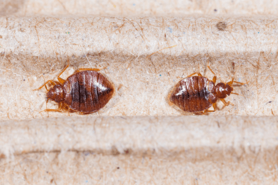Bryo's Bug Buster