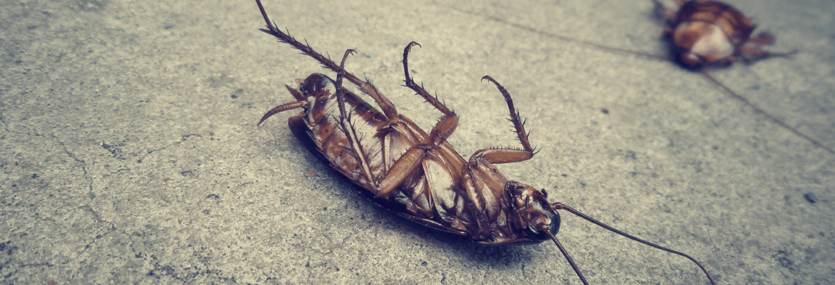 Bryo's Bug Buster