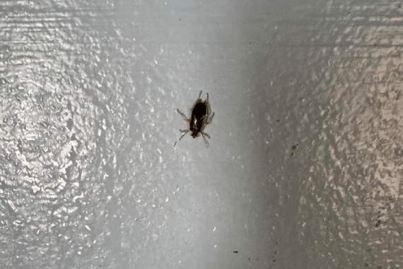 Bryo's Bug Buster