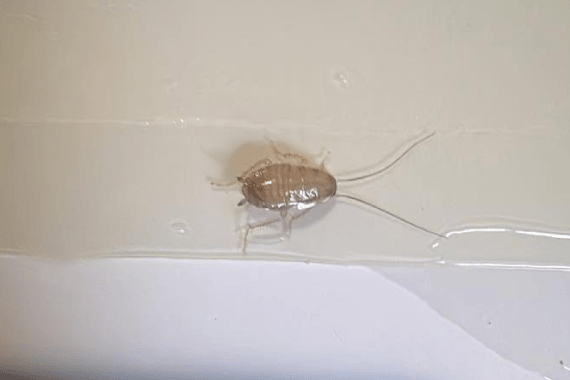 Bryo's Bug Buster