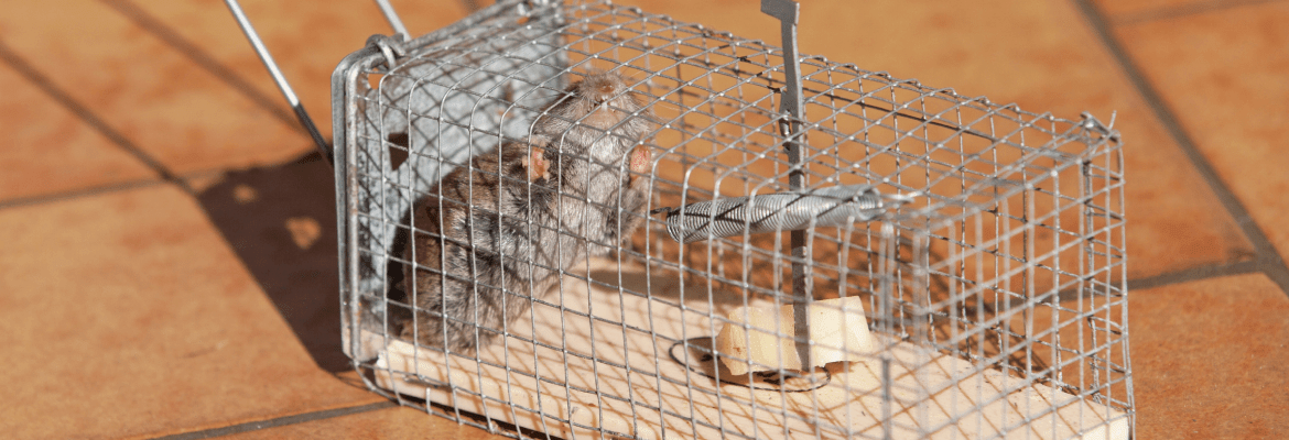 Bryo's Bug Buster